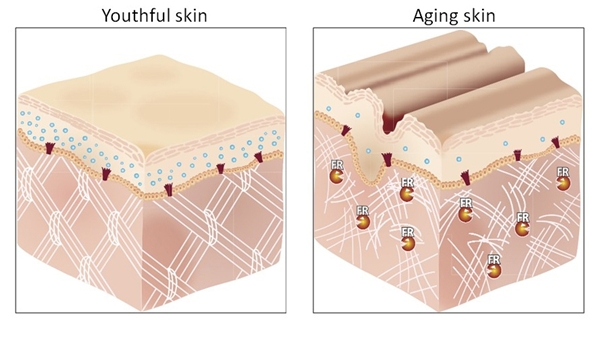 skin-fibers